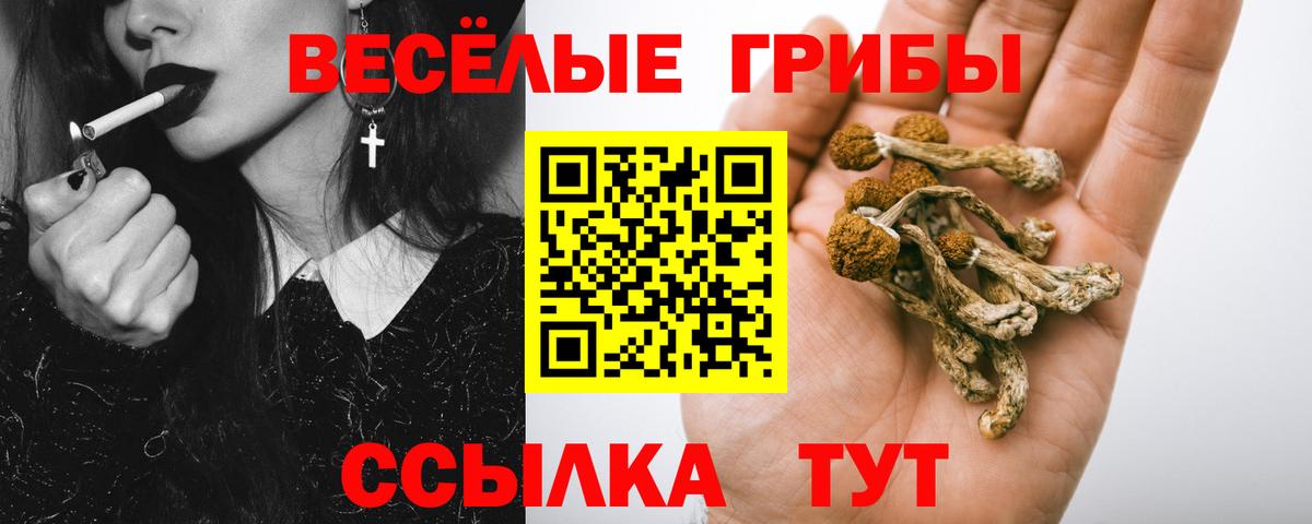 Псилоцибиновые грибы Psilocybe  Псилоцибиновые грибы прущие грибы  Вход с VPN  Мыски 